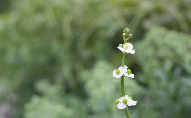 Broadleaf Arrowhead Flowers Pictures