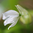 http://wild-flowers-of-europe.blogspot.nl/2015/04/allium-paradoxum.html