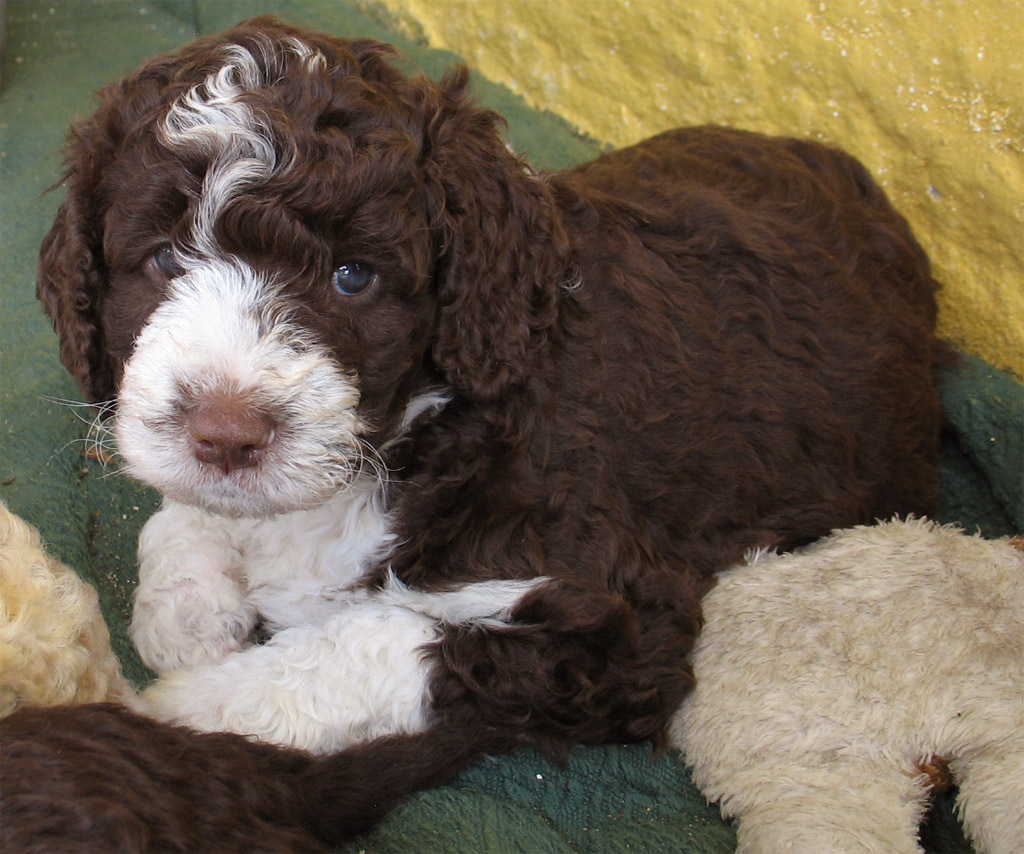 Flexi´s and Zamora´s Puppies, Flexis och Zamoras valpar, Spansk