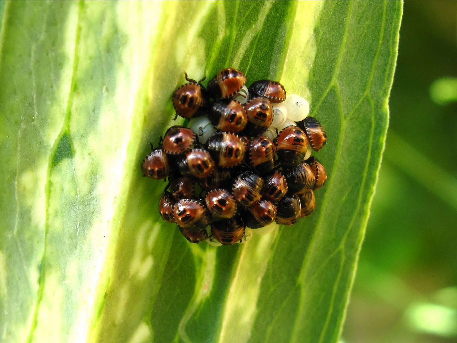 BugBlog Bug babies leave their siblings