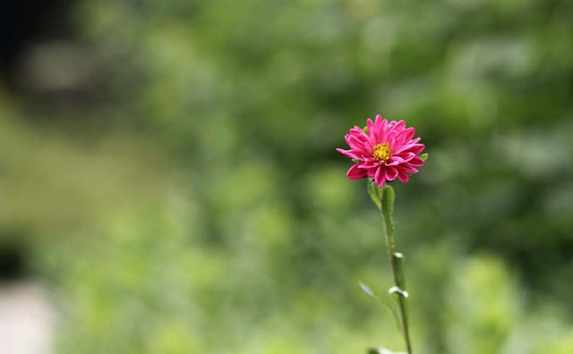Chinese Flower Pictures - Beautiful Flowers