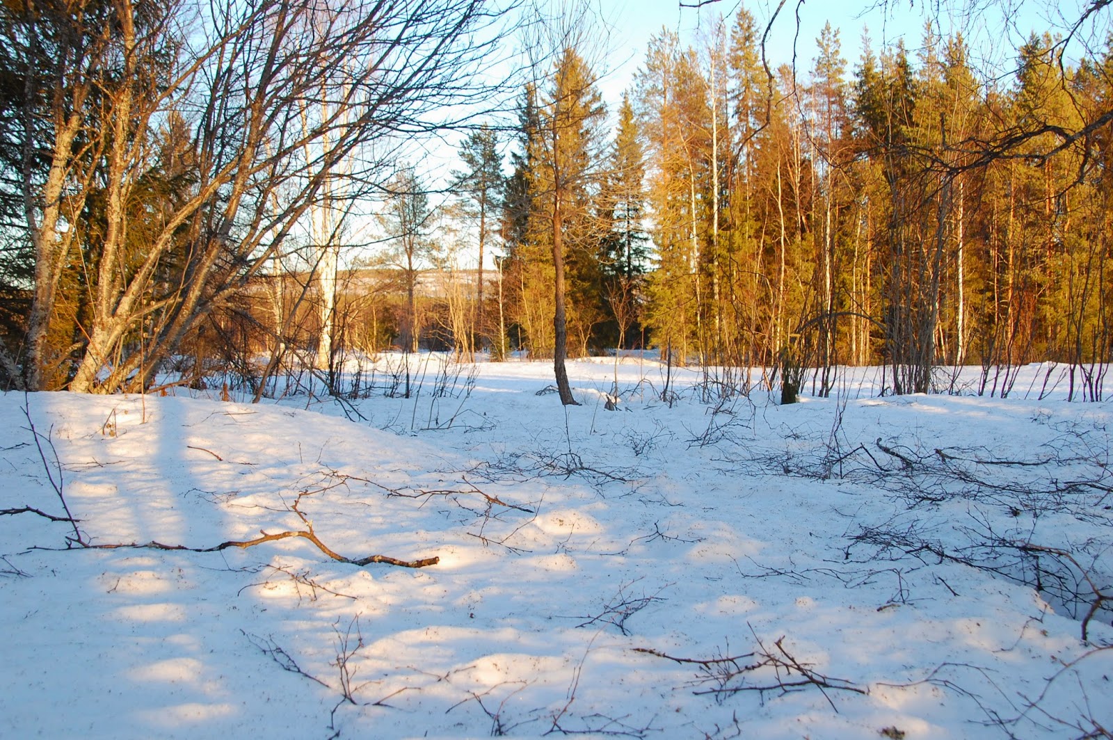 Svanå trädgård: vårtecken