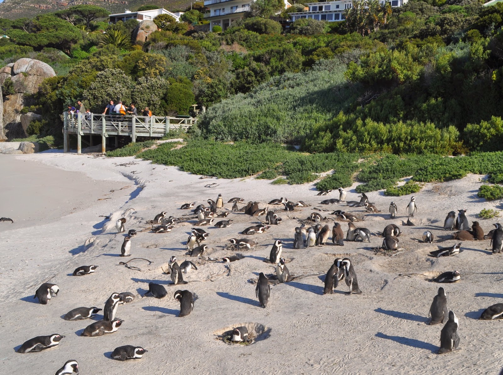 Deshojando margaritas por el mundo. Boulders. Colonia de pingüinos