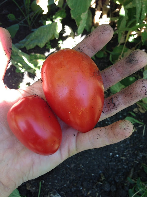 roma tomato grassroots garden eugene oregon