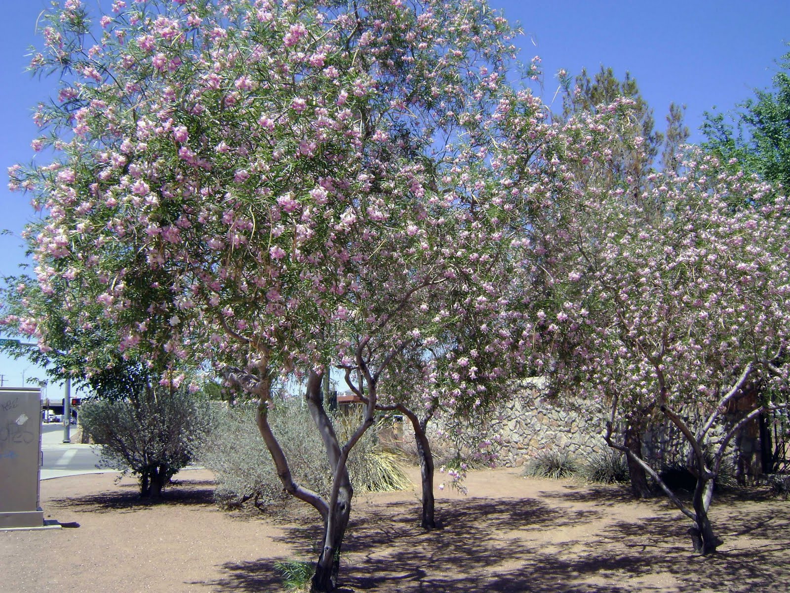 Manny's Journal July 2011