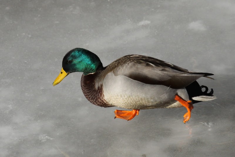 Tails of Birding Dabbling Ducks Genus Anas No. 3