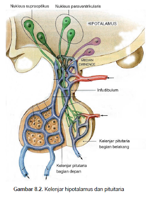 Kelenjar Endokrin Pituitaria (hipofise)