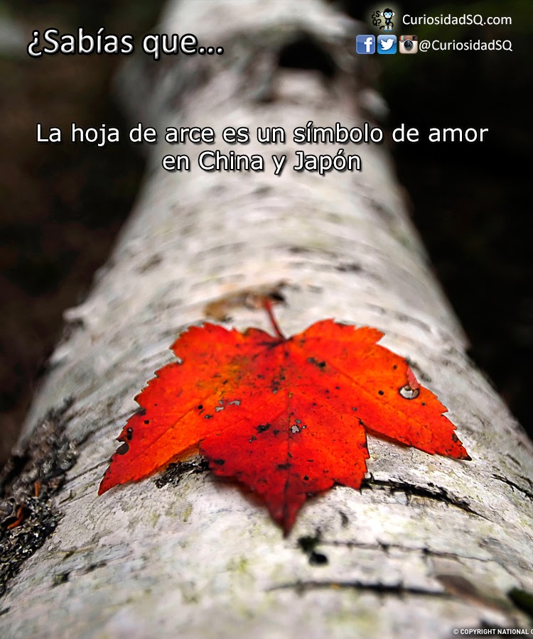 Sabias Que La Hoja De Arce Es Un Simbolo De Amor En China Y Japon