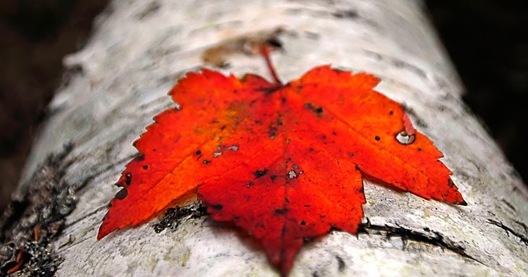 Sabias Que La Hoja De Arce Es Un Simbolo De Amor En China Y Japon