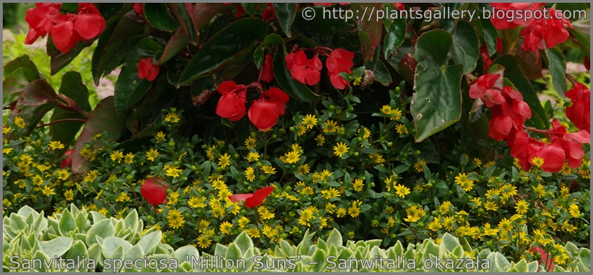 Sanvitalia speciosa 'Million Suns' – Sanwitalia okazała 'Million Suns'