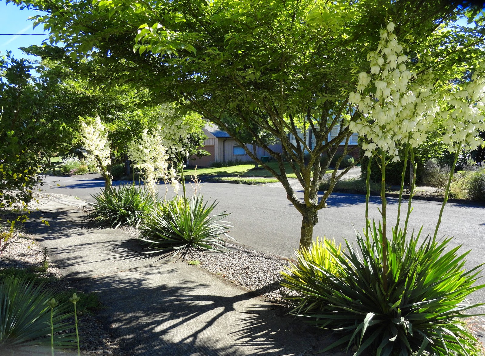 danger garden Hellstrip Gardening, by Evelyn J. Hadden