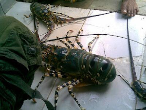 Menyediakan berbagai jenis lobster