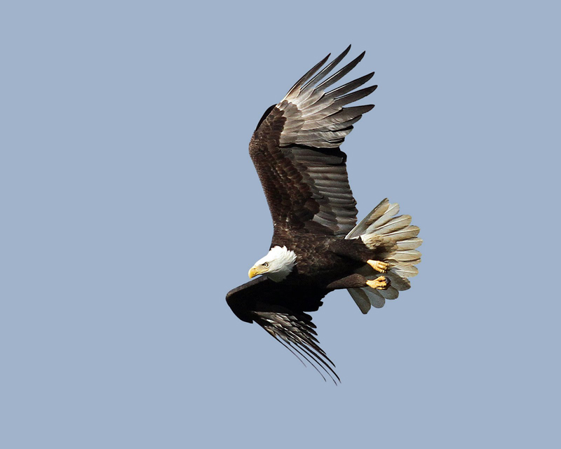 In Relentless Pursuit Dam EAGLES