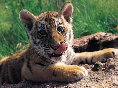 Baby Tigers 