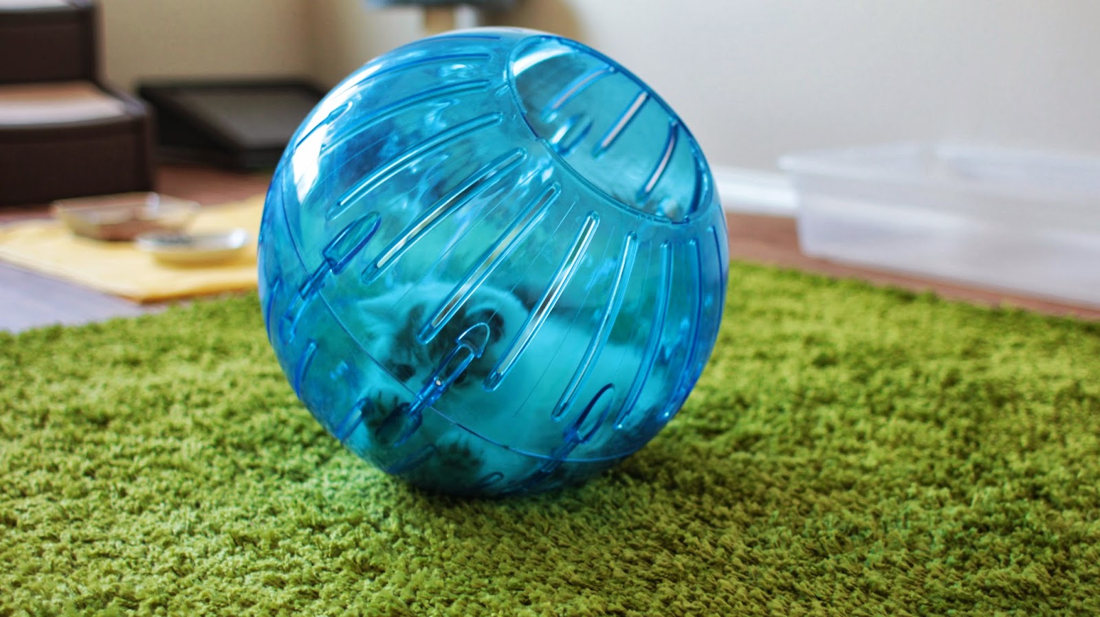 Kittens Rolling in Hamster Ball ♥ SweetFurr ♥