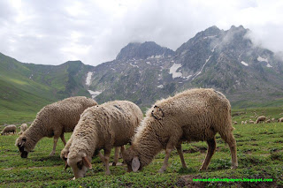 Sheep In A Natural Scence Hd Wallpapers Free For Android And Desktop