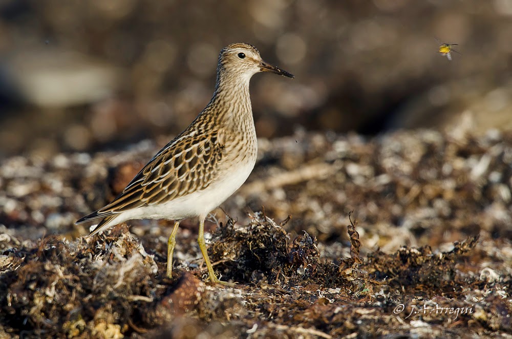 Correlimos pectoral, Calidris melanotos, Pectoral Sandpiper Correlimos pectoral, Calidris melanotos, Pectoral Sandpiper