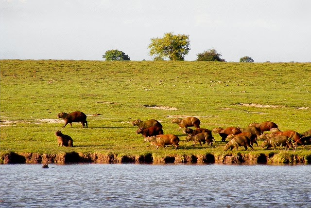 andandoporbogota EL CHIGÜIRO, EL GRAN ROEDOR SUDAMERICANO