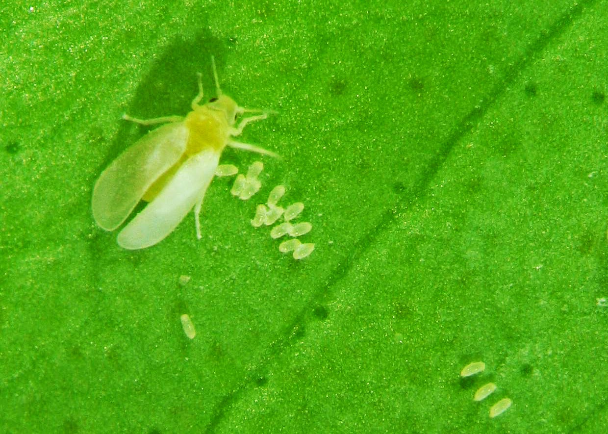 huevos mosca blanca