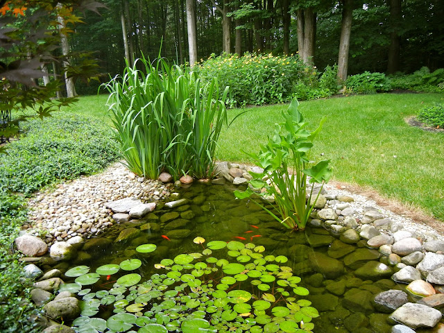 a curious gardener: checking in/making progress