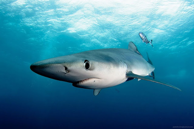 fotografías submarinas de tiburones y delfines