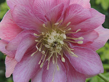 Hellebore