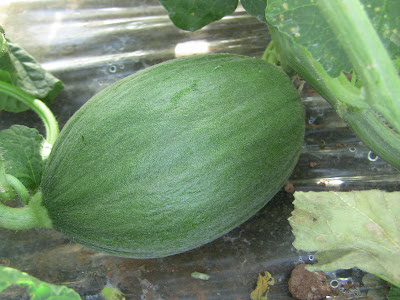 Melón Tendral de menos de 10 cm de largo con menos de 2 semanas tras el cuaje.