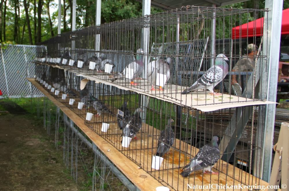 Natural Chicken Keeping The Chicken Swap Meet