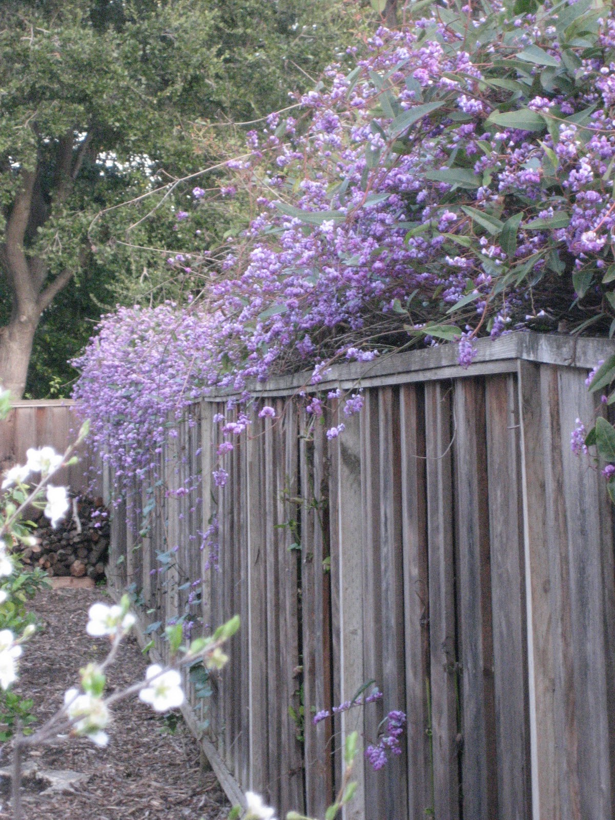 Brindavan in the Bay Area Spring 2011