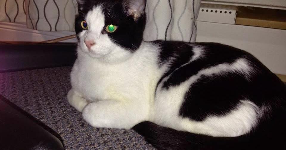 Ottawa Stray Cat Rescue Feature Cat Spider