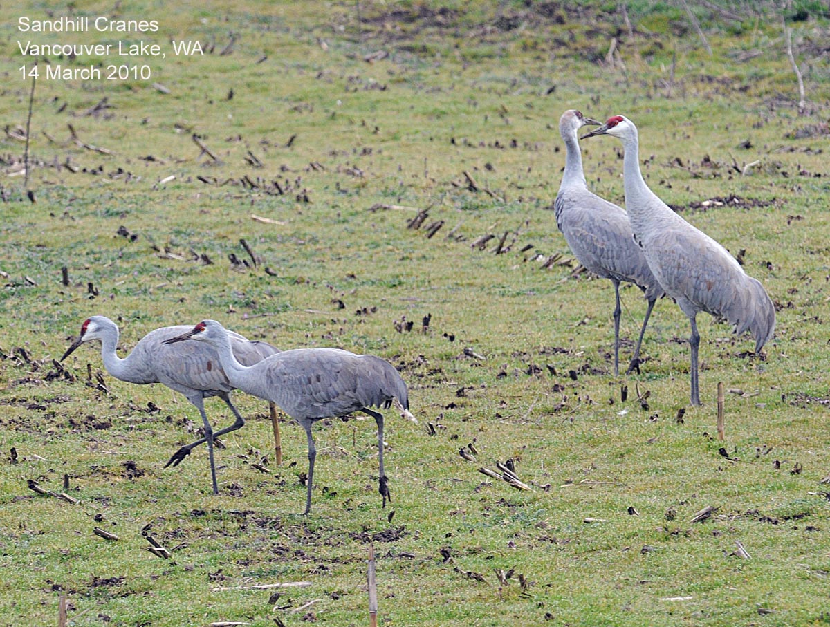 A Festival Of Cranes Bay Nature >> Northwest Nature Notes Sandhill Cranes Thrive In The Northwest A Festival Of Cranes Bay Nature >> Northwest Nature Notes Sandhill Cranes Thrive In The Northwest