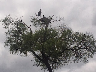 Verder zien we bij Timbavati een gier met haar jong op een nest.
