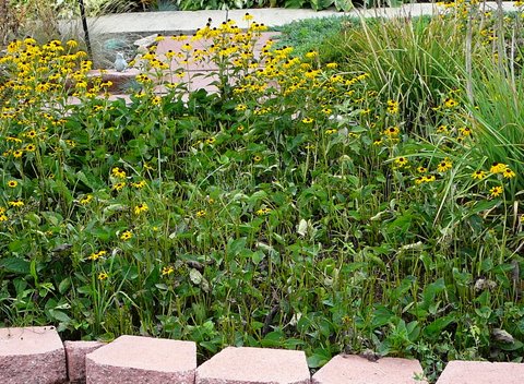 Hellebore A Great Plant For Shade That Deer Don T Eat