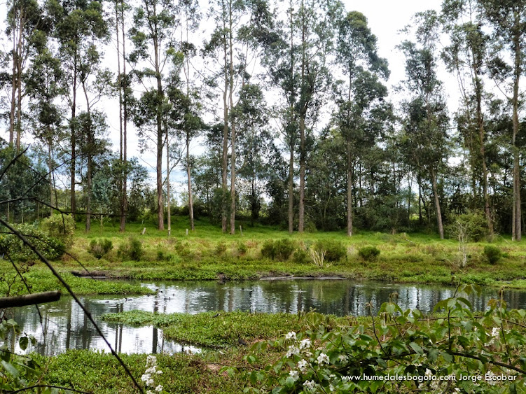 Humedal la conejera https://lh5.googleusercontent.com/-PFWNwhzMrR8/Upd2r0BuBLI/AAAAAAAAPrQ/HUgDUz8d3DY/w751-h563-no/laconejera_humedal-61.jpg