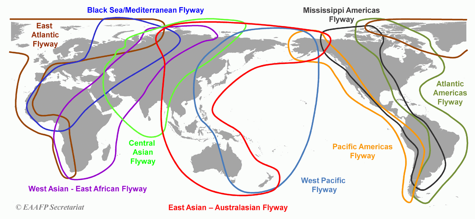 Wader Quest World Migratory Bird Day