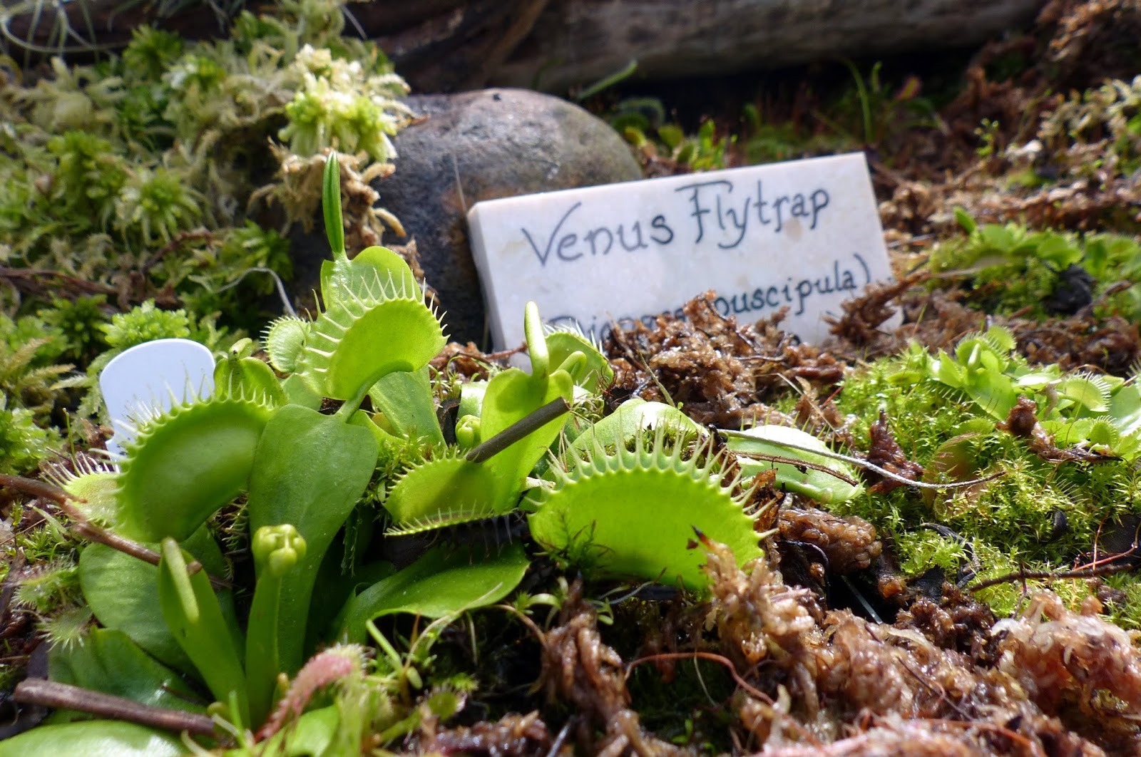 Hi! It looks like my Venus fly trap may be about to flower? What should I  do next? : r/SavageGarden