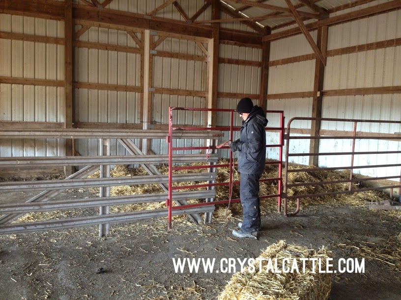 Crystal Cattle New Bedding for a New Year