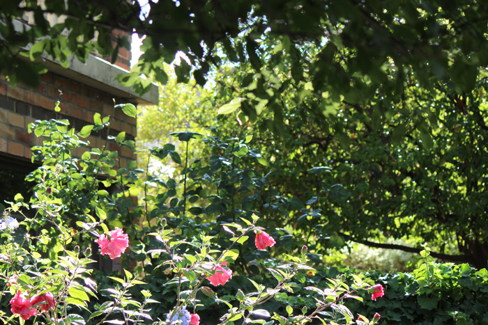 Garden Fox and MInt