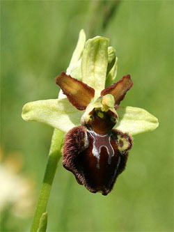Uknown Ophrys Orchis tuber 1 year old