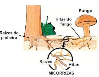 Unguento de Candide de um fungo de pé