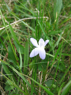 Viola lactea Pale dog-violet
