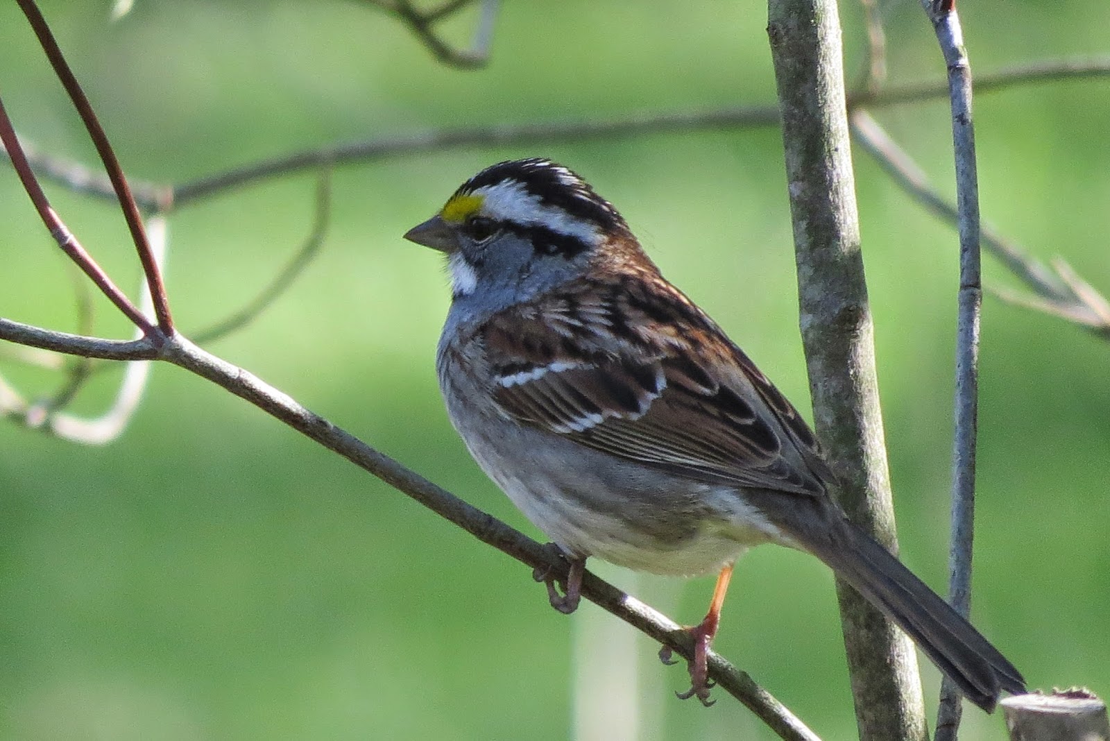 Richard's Kentucky Bird Tracks Back In Kentucky After A Long Winter