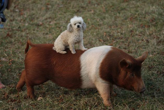 Dog Pig