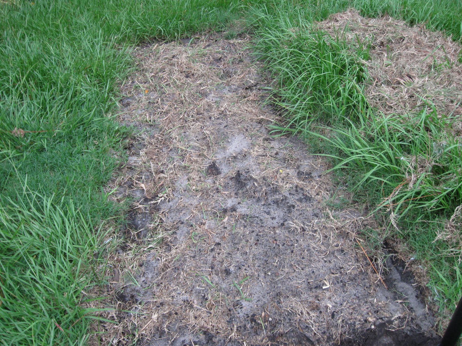 grass bed garden beds growing florida