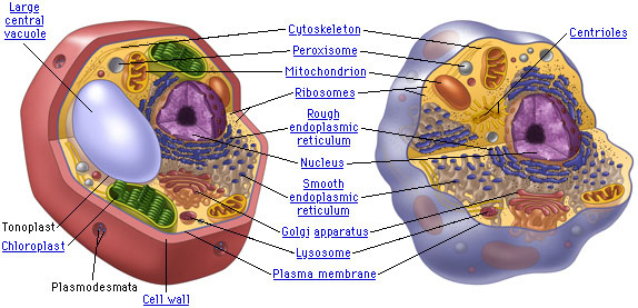 Real Animal Cell Pictures. animal cell structure and