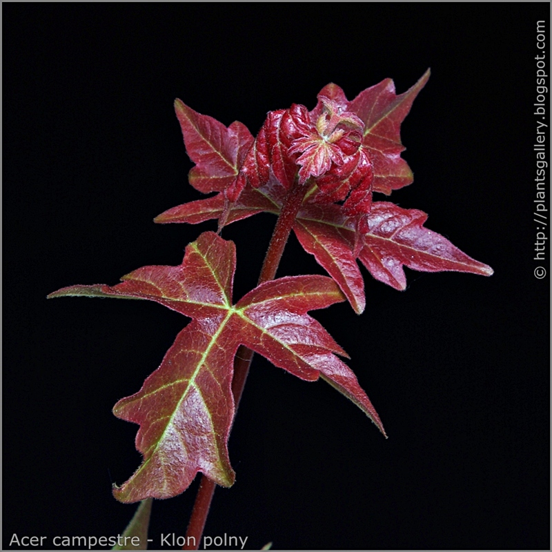 Acer campestre young sprig - Klon polny młody przyrost