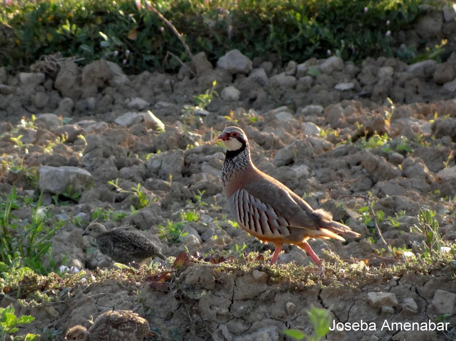HEGAZTIKLIK PERDIZ COMÚN o ROJA (Alectoris rufa)
