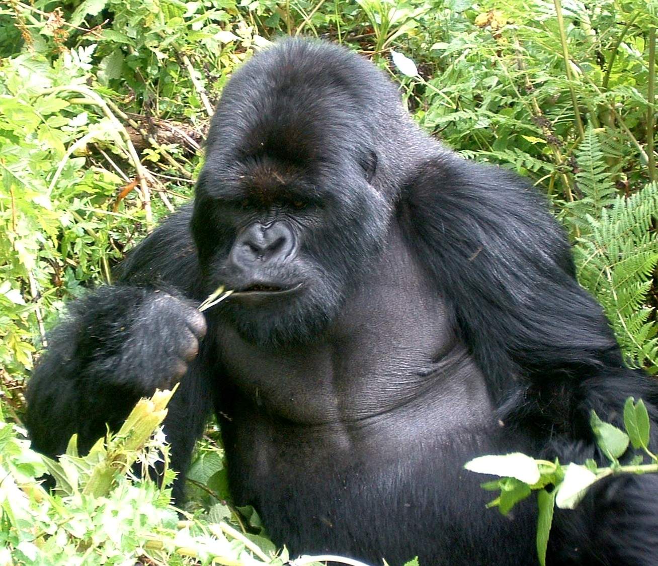 Fantastica Animal: The Amazing Gorilla Fantastica Animal: The Amazing Gorilla