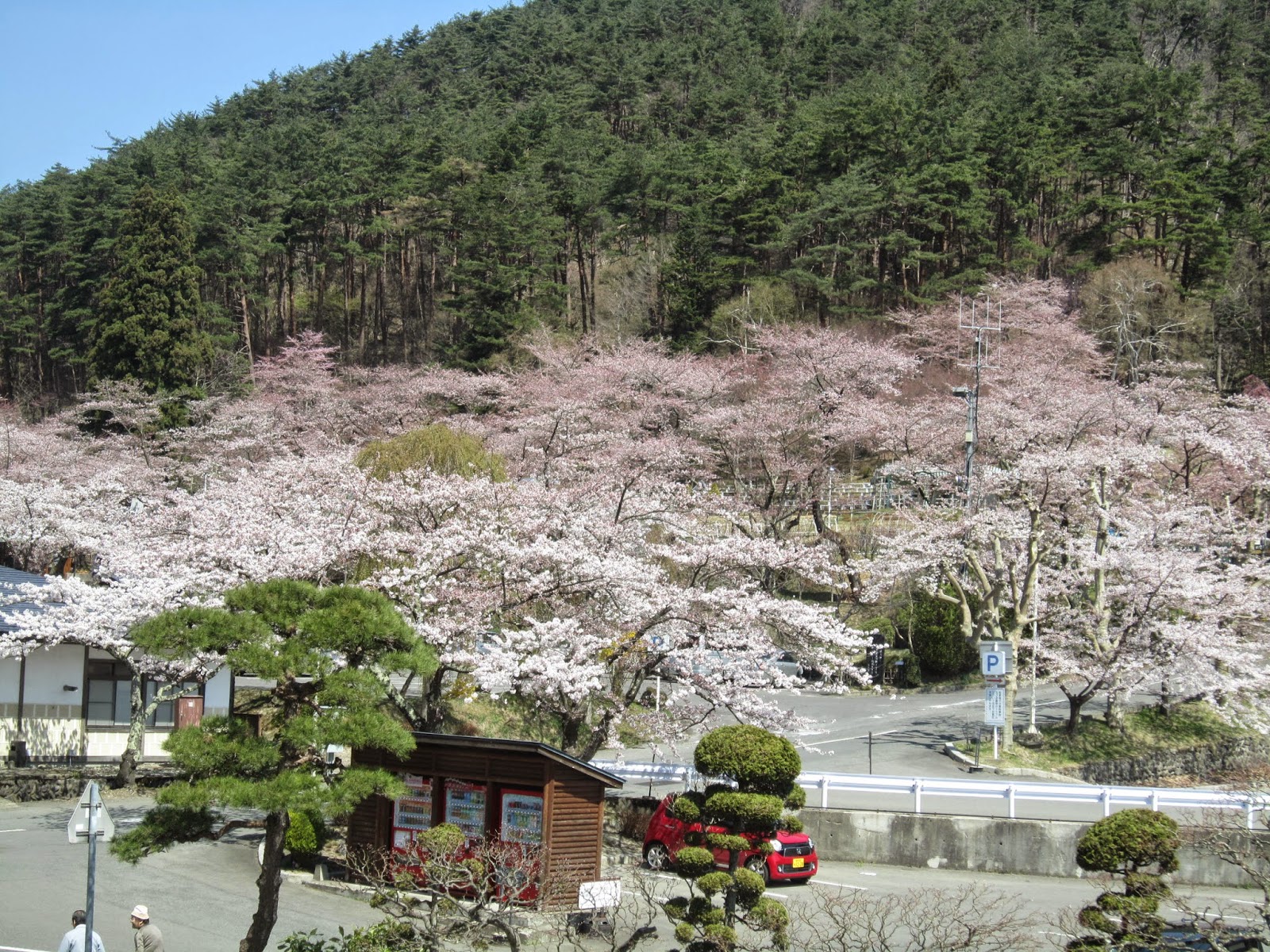 花巻観光協会公式ブログ あったかいなはん花巻 きょうの桜情報 花巻温泉の桜