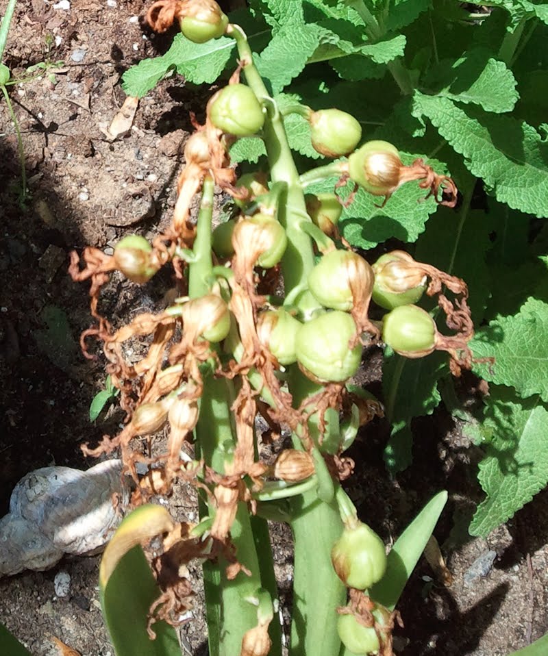 gardening in the boroughs of nyc May 2011